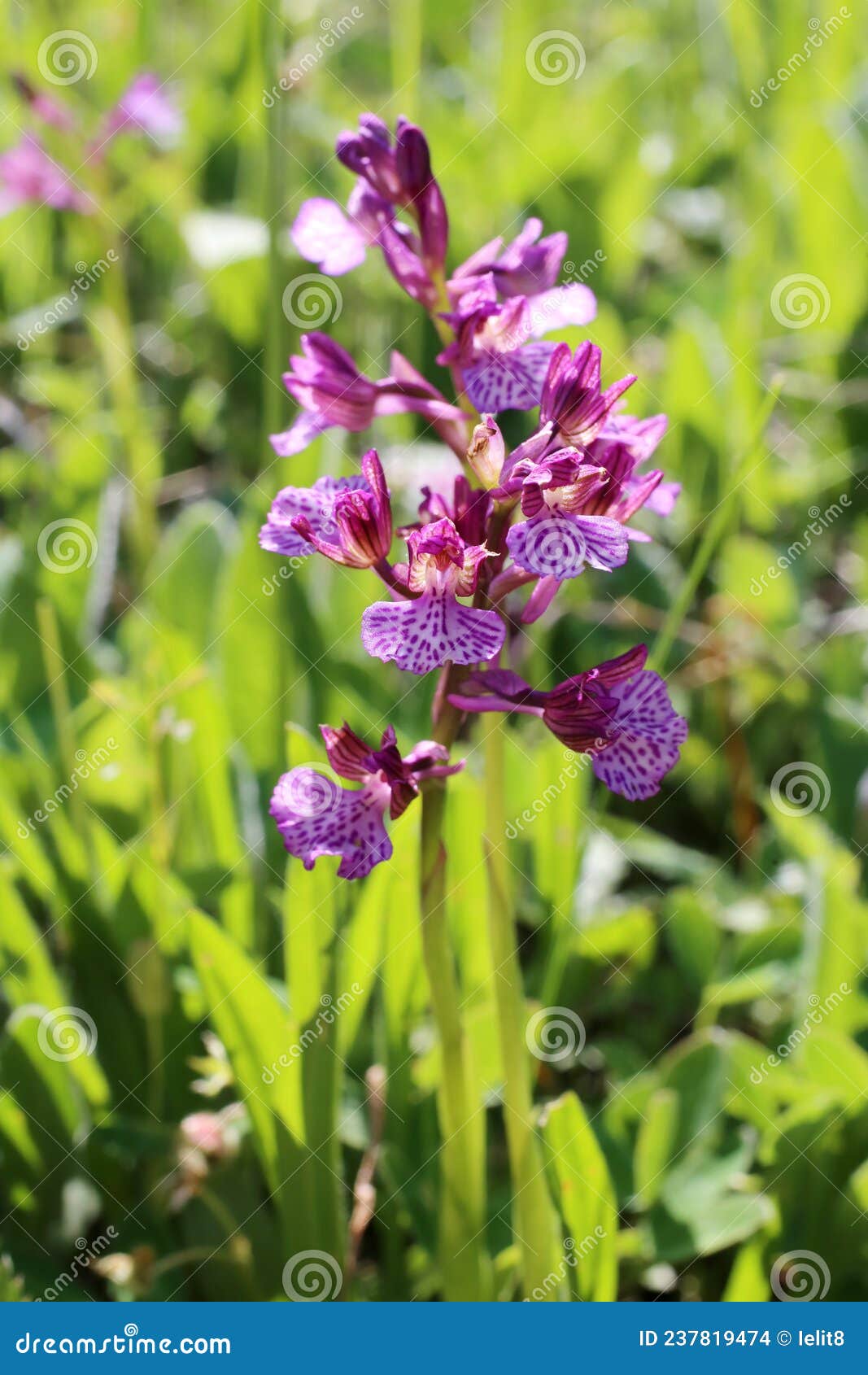 anacamptis Ãâ gennarii - wild plant shot in the spring
